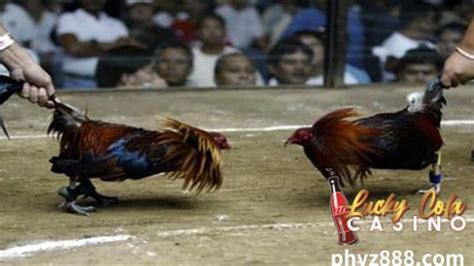 sabong pilipinas live
